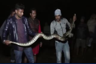 python snake rescue