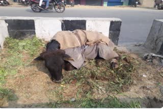 Calf dropped in well, rescued