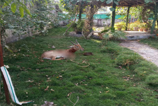 Dogs attacked deer