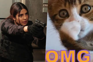 Priyanka Chopra shares video of cats reacting to cat filter and it is hilarious