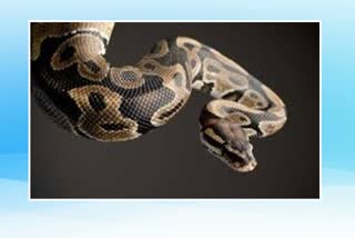 python rescued by serpent friends in ratnagiri