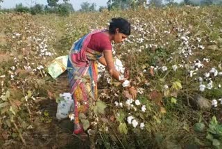cotton farming, boudh cotton farming issues, boudh cotton farmers, ବୌଦ୍ଧର ଅଭାବୀ କପାଚାଷୀ, ବୌଦ୍ଧ କପାଚାଷ, କପାଚାଷ