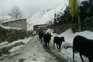 Sheep Spinach visit in Lower areas in kinnaur