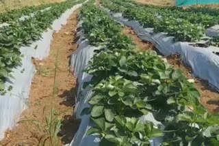 Successful strawberry farm in kolhpur