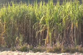 sugarcane crop