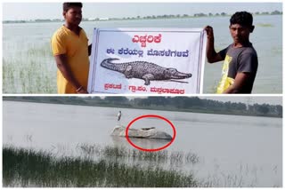 ಮನ್ಸಲಾಪೂರ ಕೆರೆಯಲ್ಲಿ ಮೊಸಳೆ ಪ್ರತ್ಯಕ್ಷ