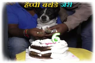 Special story on birthday celebration of a Dog in ambikapur