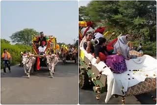 Unique wedding in Bhilwara, the bridegroom reached the procession carrying 35 bullock carts