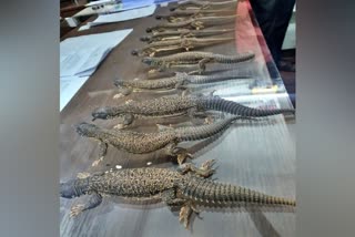 Illegal Monitor lizard sellers Arrested In Bangalore