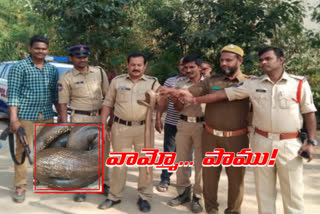 Two-headed snake on farmer's farm at Jayashankar Bhupalapally District