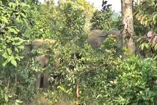 group of elephants reached katghora range of korba