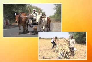 Farmers in Jalgaon district deprived of benefit of PM's Krishi Samman Yojana