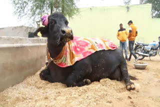 hisar buffalo saraswati is more expensive than audi and mercedes