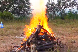 Leopard has been hunted in Mandawa Shiva