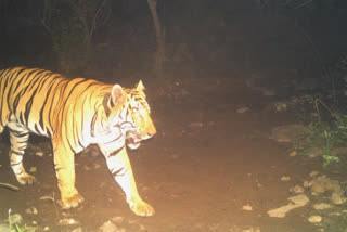 tiger in dnyanganga Sanctuary