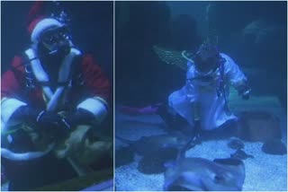 swimming santa feeds fish at berlin aquarium