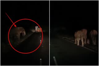 elephant crossing