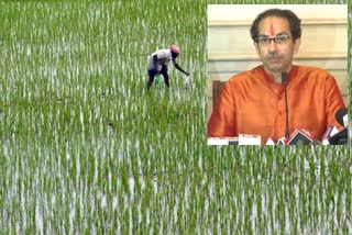 subsidy of Rs. 500 per quintal to the rice-growing farmers