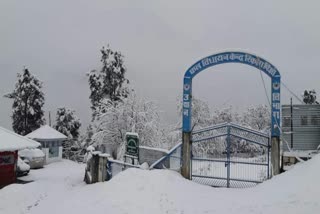 Heavy snowfall in Kinnaur, kinnaur snowfall pictures, kinnaur snowfall news, kinnaur snowfall, किन्नौर में भारी बर्फबारी, किन्नौर में बर्फबारी