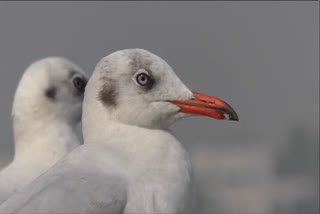 Siberian birds nest in Surat