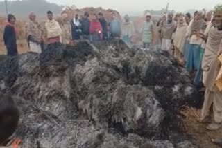 paddy crop burnt  due to lightning in buxar