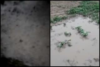 ravi's crop ruined due to unseasonal rain and hailstorm