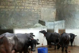 4 buffalo stolen from North-West Delhi