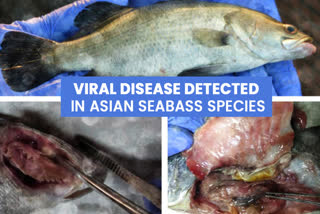 New viral disease detected in Asian Seabass species in Western Coast