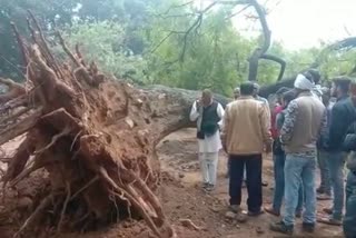 Youth dies due to falling of trees