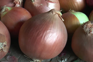 afghan onion in sirsa