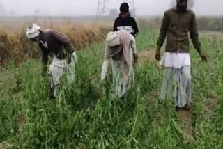 farmers' crop deteriorated due to rain in nuh