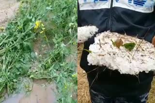 Heavy damage to crops due to hail storm