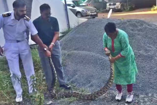 Woman captures 20kg python, Woman captures 20kg python alive, Woman captures 20kg python alive in Ernakulam, Ernakulam woman captures python, Ernakulam woman captures python news, 20 ಕೆಜಿ ಹೆಬ್ಬಾವು ಹಿಡಿದ ಮಹಿಳೆ, ಎರ್ನಾಕುಲಂನಲ್ಲಿ 20 ಕೆಜಿ ಹೆಬ್ಬಾವು ಹಿಡಿದ ಮಹಿಳೆ, ಹೆಬ್ಬಾವು ಹಿಡಿದ ಎರ್ನಾಕುಲಂ ಮಹಿಳೆ, ಹೆಬ್ಬಾವು ಹಿಡಿದ ಎರ್ನಾಕುಲಂ ಮಹಿಳೆ ಸುದ್ದಿ,