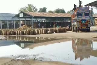 Society is not buying paddy due to moisture in hoshngabad