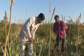 जैसलमेर की खबर, हाइटेक उद्यानिकी कृषि, Assistant Director Garden Rakesh Mala