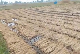 Farmers crop up due to sudden rain and hail