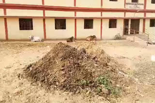 Farmer doing poultry by capturing government school