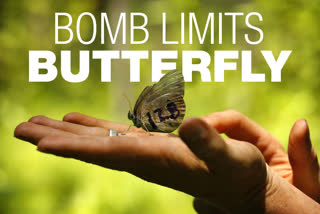 A St. Francis' satyr butterfly is released after it was captured and marked biologist in a swamp at Fort Bragg in North Carolina