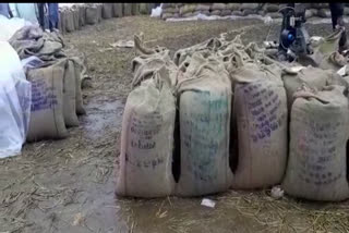 Paddy deteriorated due to rain in Dindori