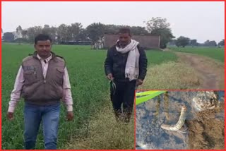 jadh mahu disease in wheat crop in sehor