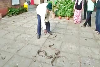 ಹಾಸನದಲ್ಲಿ ಕೊಳಕು ಮಂಡಲ ಹಾವುಗಳು ಪ್ರತ್ಯಕ್ಷ, Two snakes found in Hassan