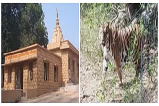 tiger fears in jogapur chandrpur; stay on 5o years old yatra