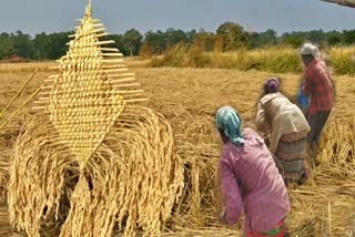 Women sing Dadaria song while cutting paddy