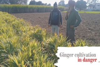 Sirmaur district of Himachal Pradesh once famous across Asia for ginger has been losing ground due to low low prices and lack of industry-market in the district besides crop failures that stem out of rotting disease.
