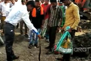 two-snakes-were-released-by-a-snake-friend-in-a-natural-habitat-in-washim