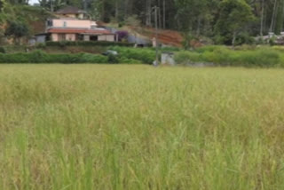 തൊട്ടിത്താഴം കർഷകർ  നെല്‍കൃഷി സംരംഭം  paddy field  thottithazham farmers