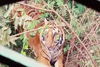 Tourists surrounded by tigers in jungle safari raipur