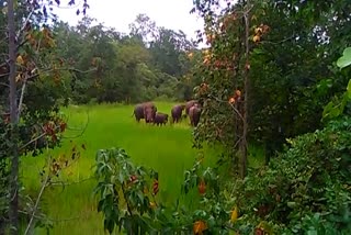 Elephants ruined the crop planted