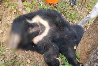 Bear dies due to high-tension wire in Bijapur