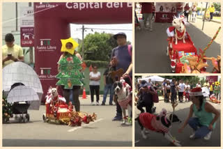 Impressive Dog Contest at Christmas